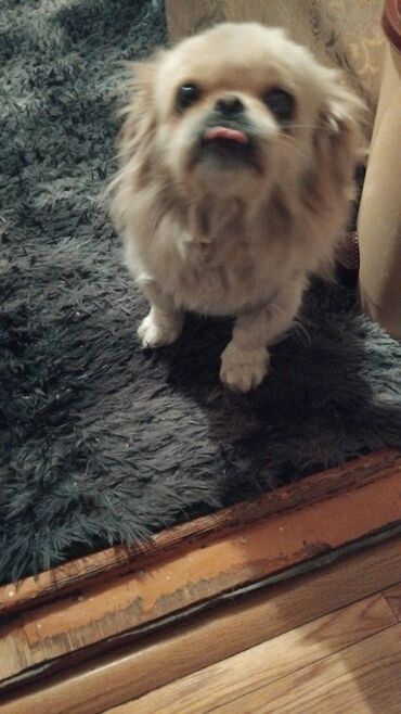 Продажа собак: Щенок декоративной породы, кремово-белый окрас, миниатюрный формат — 8