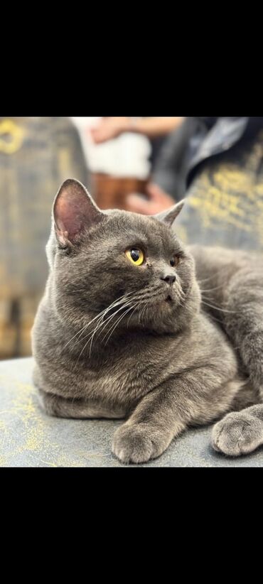 мейн кун купить в баку: Британская, Самец, Самовывоз