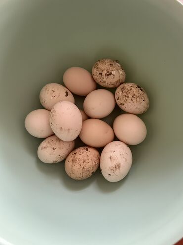 Yumurta: Яйца домашние
