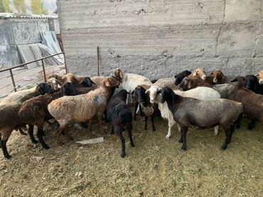 оптом корм для кошек: Сатам | Ургаачы кой (ургаачы) | Гиссар, Аргын, Долан | Көбөйтүү үчүн | Жасалма жол менен боозутуу, Ургаачы