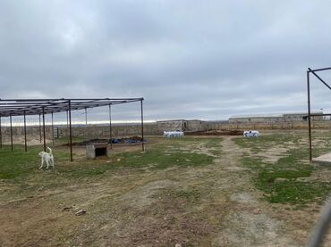 Digər kommersiya daşınmaz əmlakı: Ferma Satılır Buzovna - Material: qaya-daş (blok) divarlar, metal — 2