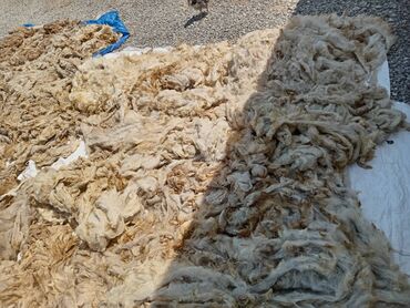Qaşıqlar: Yuyulmuş yun satılır kilosu 5 manat