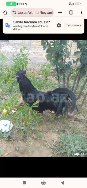 Digər quşlar: Salam Ayam cemani,,. argenal.yumurtasi,cucesi.colpasi,,xoruzu.toyugu