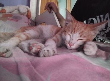 Отдам даром кошку: Кошка даром: Беспородная, Мальчик