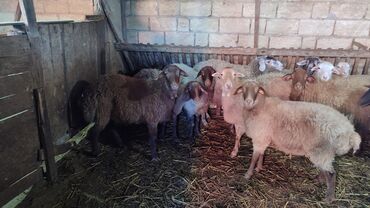 Qoyunlar, qoçlar: Sağlam cavan heyvanlardi kom satılır Kurdexanidadi. Ümumi 12 Heyvandi — 11