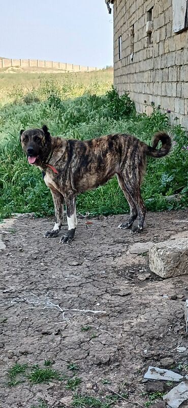 itlərin sekisi: Kanqal, 2 il, Dişi, Peyvəndli, Rayonlara çatdırılma