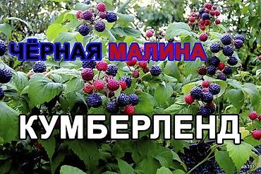 укмуш тв: Малина сортовая ремонтатная и летнего плодоношения Саженцы в наличии — 7