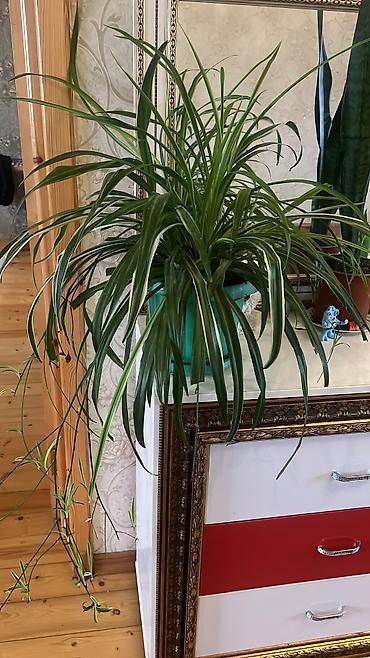 Otaq bitkiləri: Her cure guler var veregliyin baxin ancag xanimlara satiş olur Gencedi — 30