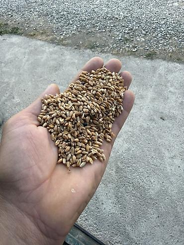 evkalipt ağacı haqqinda: Buğda toxumu – payızlıq/yarımbahar əkini üçün - Növlər: sərt və — 1