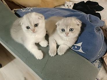 Кошки: Шотландская вислоухая — 1