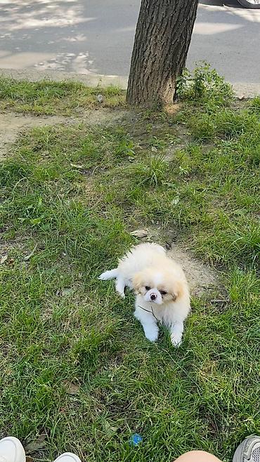 Pekines, 5 ay, Erkək, Peyvəndli, Ünvandan götürmə
