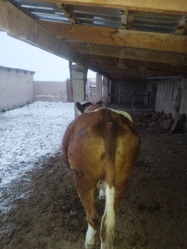 Коровы, быки: Продаю | Корова (самка) | Для молока | Привязанные — 1