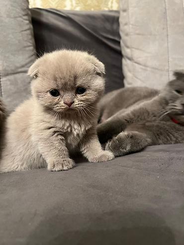 Pişiklər: Şotland — 1