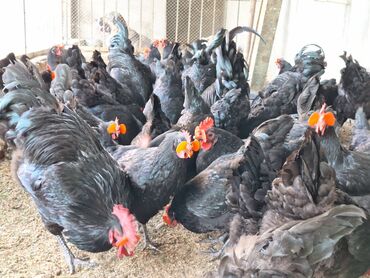 Cücələr: Toyuq cücələri, Damazlıq, Rayonlara çatdırılma, Ödənişli çatdırılma, Ünvandan götürmə — 10