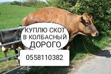 751 объявлений | ЖИВОТНЫЕ: Куплю скот на забой в колбасный цех и вынужденный забой скотадорого