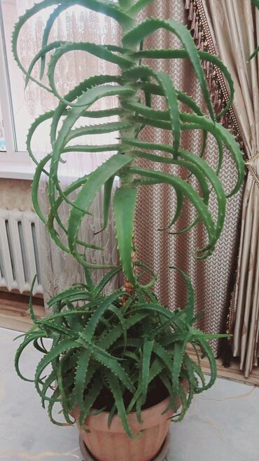 домашнее растение: 🌿 Продаю взрослое лечебное алоэ вера! 🌱✨ 📏 Высота: 60 см 🎂 Возраст: 8