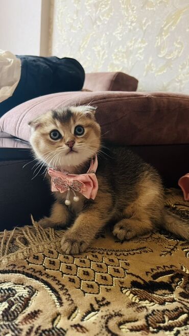 Pişiklər: Dişi — 4