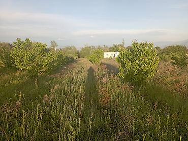 Другие товары для дома и сада: Продаю сад черешня 350шт. персик поздний 60 шт. территория 1,26га — 2