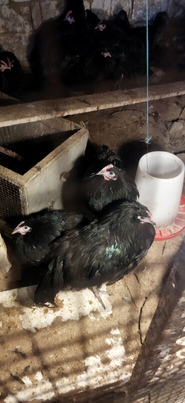 Toyuqlar: Toyuq, Damazlıq — 9