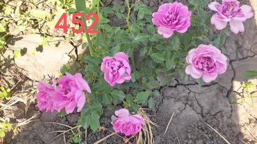 Садовые цветы и кустарники: Саженцы цветка: Розы — 6