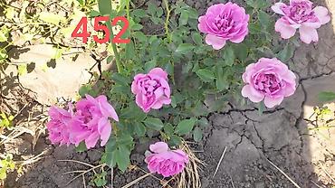 Комнатные розы: Миниатюрная роза (номер 412) с густомахровыми соцветиями — 5