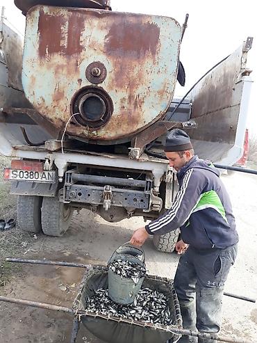 кукуруза на попкорн: Малек сигалетка толстолобика амур карпа есть доставка машинами — 7