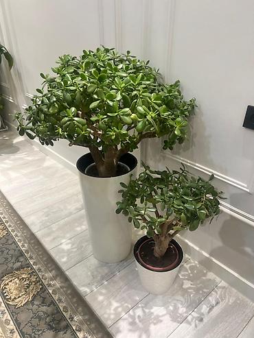 Другие комнатные растения: Комнатные крупномеры, готовые для озеленения интерьера. Состав: - — 4