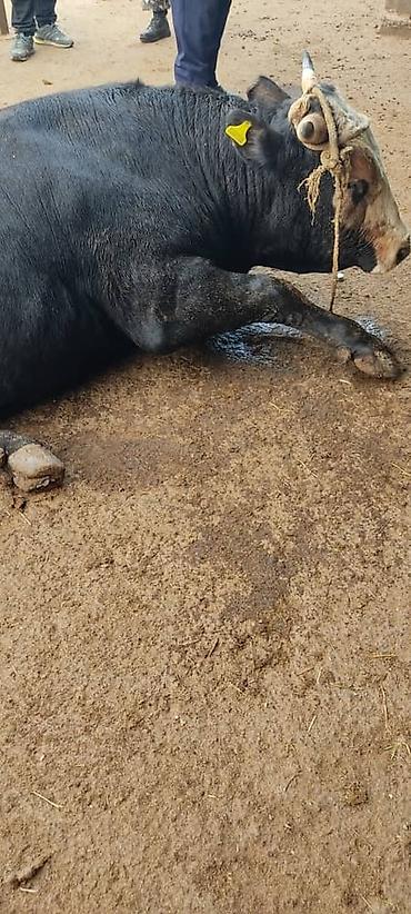 Выездные банкеты: Резат баран 999сом at lalafo.kg — 4 Выездные банкеты: Резат баран 999сом — 4