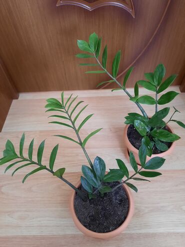 xlorofitum bitkisi: Zamioculcas gülü
dollar gülü