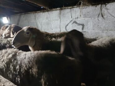 Бараны, овцы: Продаю | Овца (самка) | Для разведения | Матка — 16