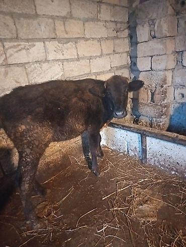 at sudu satisi: 2dene dişi dana tövlede quru otla beslenib — 1