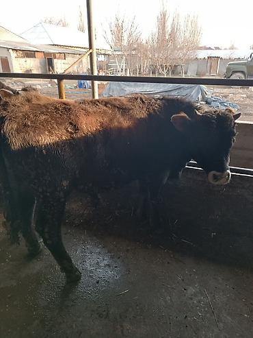 Коровы, быки: Продаю | Бык (самец) | На откорм | Привязанные — 8