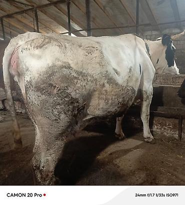 cuce satisi 2019: Bu inek satilir 2 ci qarina 6-7 ayliq bogazdi simmental bugadan gelib — 3