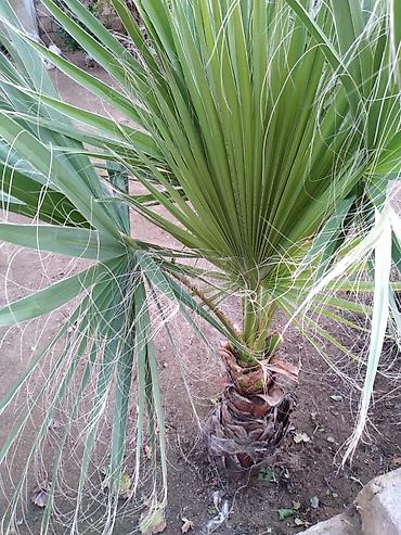 monstera bitkisi: Washingtonia filifera/robusta tipli) Təyinat: Həyətyanı sahə, bağ — 2