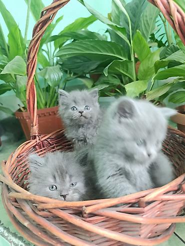 Мышыктар: Британские котята голубого окраса - Порода: шотландская (видно — 4