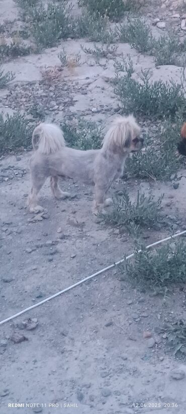 İtlər: Pekines, 2 il, Erkek, Cütləşmə üçün, Pulsuz çatdırılma lalafo.az -da İtlər: Pekines, 2 il, Erkek, Cütləşmə üçün, Pulsuz çatdırılma