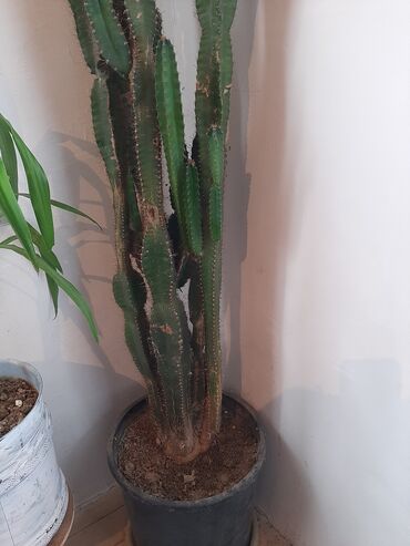 bitki: Kaktus 18 yawi var 2.40 uzunlugu var