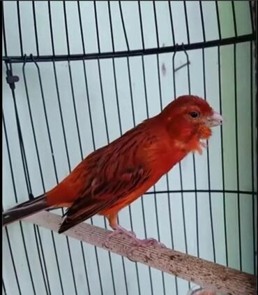 поющие птицы: Канарейки краснодерёвый самец поющий возраст 1 год