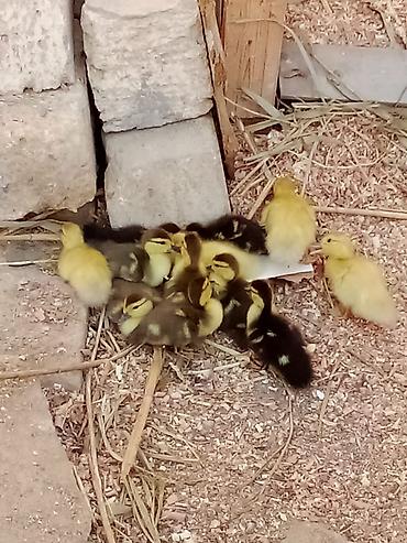 Kənd təsərrüfatı quşları: 12 ördek 4 lavanda 5 krosnadar 3 zümrüd çatırılma pulsuzdur ustünde 10 — 2