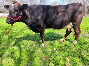 голштин корова: Продаю | Корова (самка) | Для разведения, Для молока | Племенные, Стельные, Искусственник