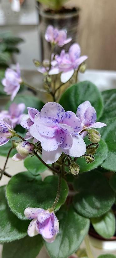 Фиалки и глоксинии: 🌱🌺🌱 Продаю сортовые ДЕТКИ,СТАРТЕРЫ стандартных, трейлерныхмини и — 12