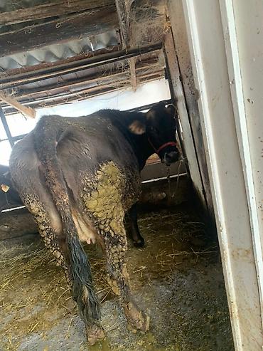 Коровы, быки: Продаю | Тёлка | Швицкая — 9