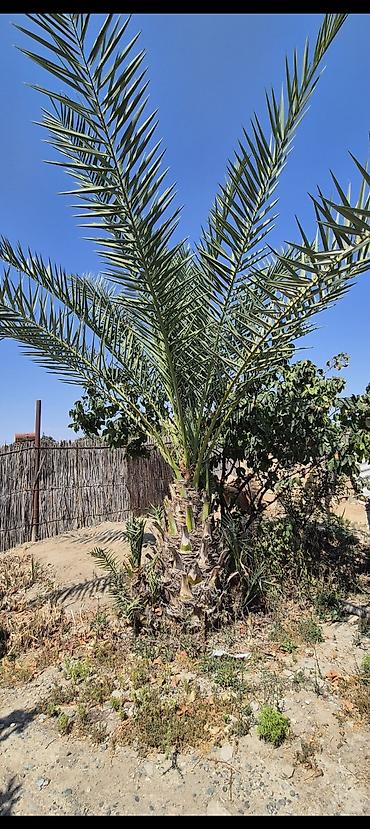 qara torpaq ve peyin: Xurmapalması (Phoenix dactylifera) – dekorativ, günəşə davamlı — 1