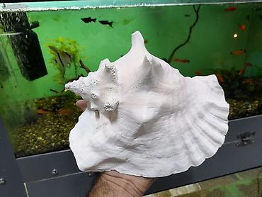 kompressor akvarium: Böyük dekorativ dəniz ilbiz qabığı ünvan : metro 8 Noyabr ( Papanin ) — 1