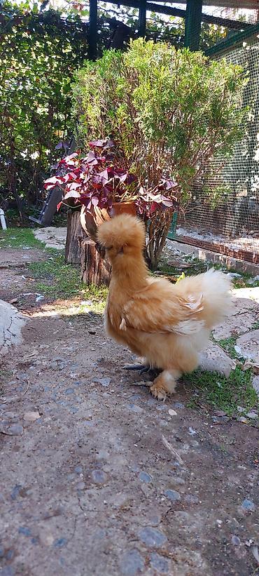 kənd təsərrufatı heyvanları: Toyuq, Damazlıq — 8
