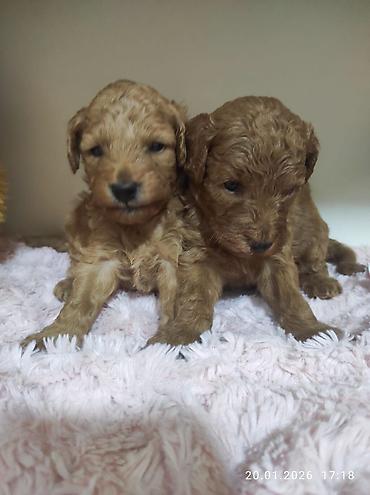 İtlər: Pudel — 14