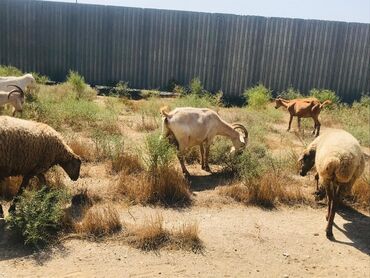 Keçi, çəpiş: Məhsul: Qoyun-keçi təsərrüfatı üçün keçilər Təsvir: - Şəkillərdə — 5