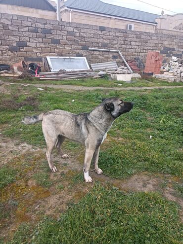 coban itleri: Qafqaz çoban iti, 2 il, Dişi, Ünvandan götürmə