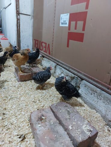 cüce şekilleri: Toyuq, Australorp, Damazlıq, Ünvandan götürmə