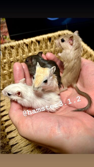 Хомяки: Ручные песчанки монгольские. Красивые окрасы, есть девочки и мальчики — 12